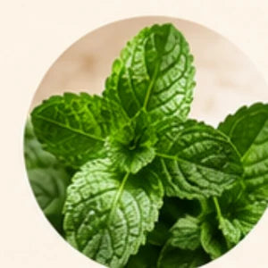 Peppermint Leaf